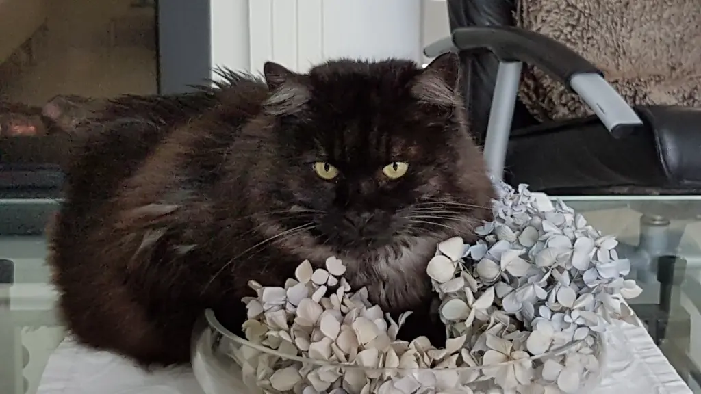 Condolence image of Silke mit Gila ( und jetzt auch Coco) im ❤
