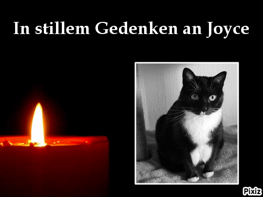 Condolence image of Tanja mit Timmy im Herzen