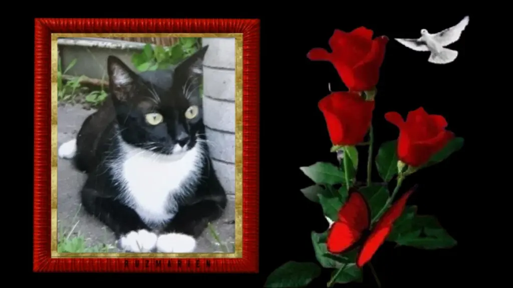 Condolence image of Andrea mit Minki im ♥️