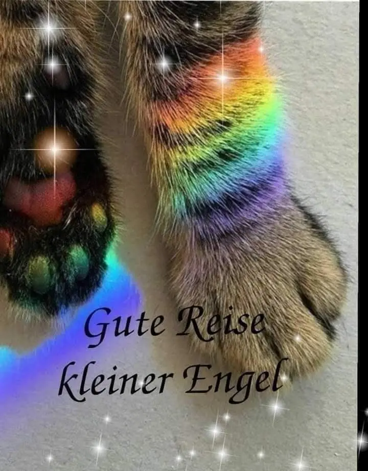 Condolence image of Komm gut an kleiner Schatz