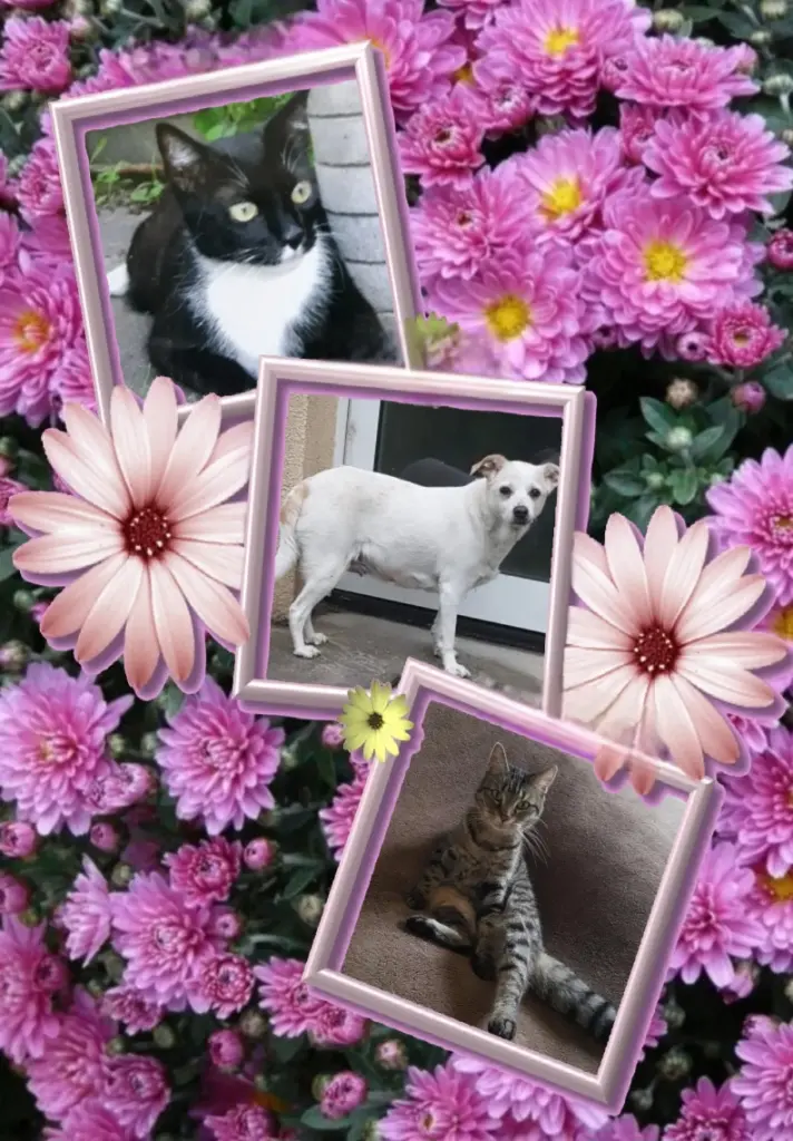 Condolence image of Ewa & Krzysztof mit 𓆩♡𓆪Jacki𓆩♡𓆪