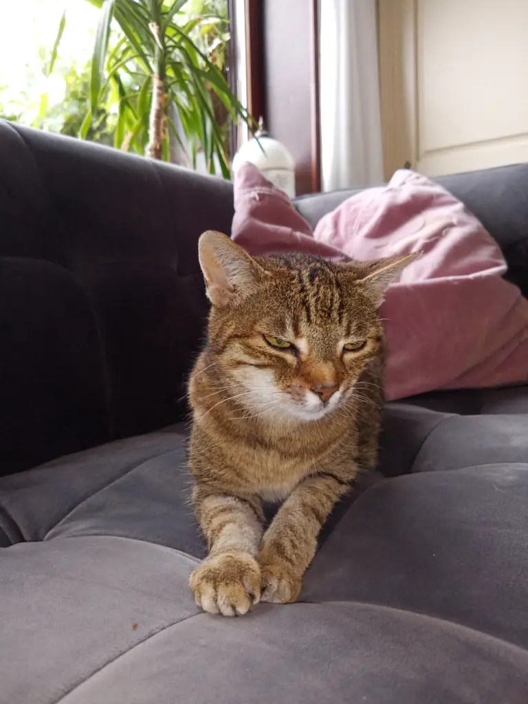 Image from Finny