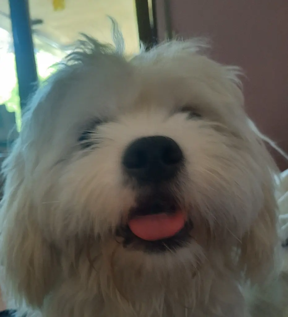 Condolence image of Lisa