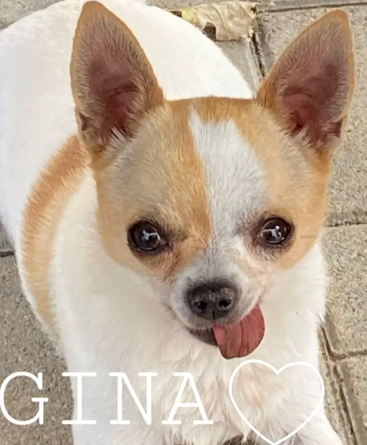 Image from Gina