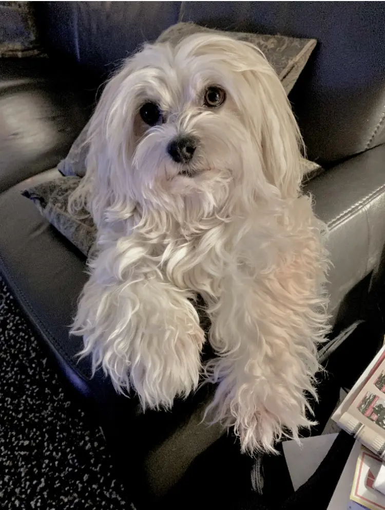 Image from Monty