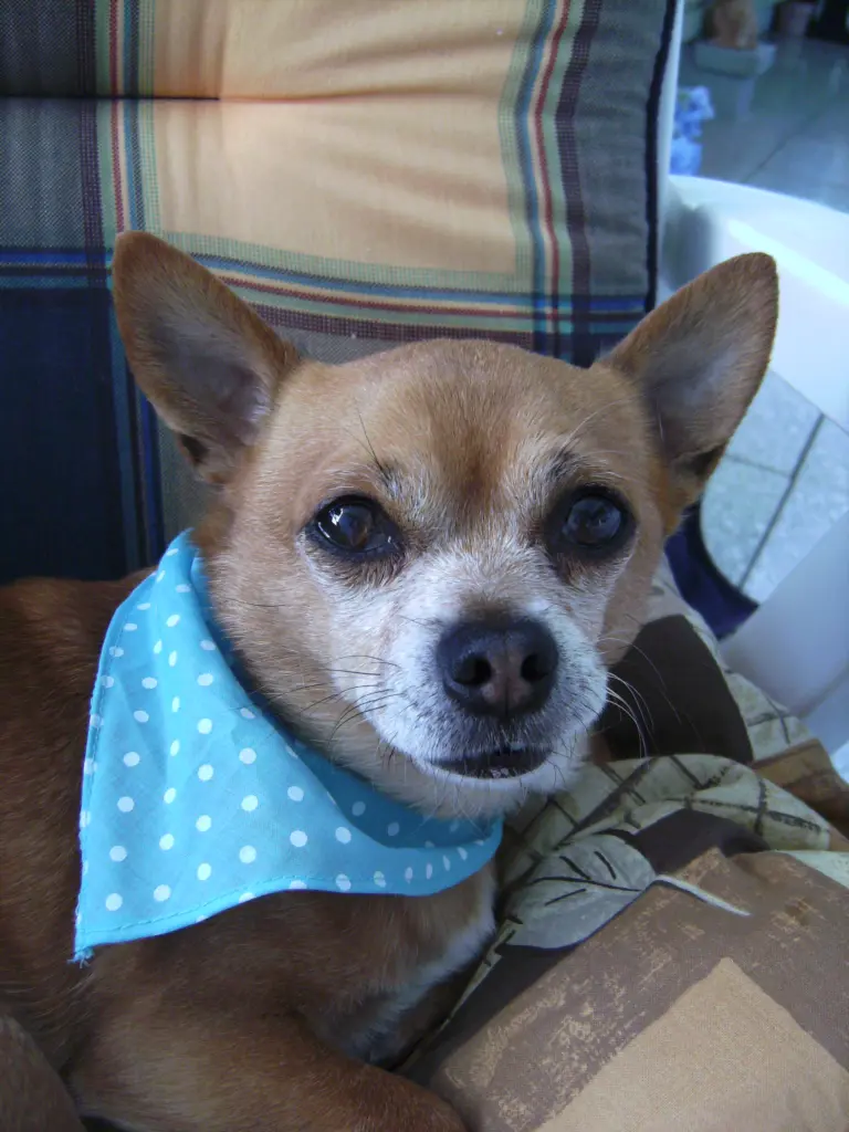 Condolence image of Irene mit Seelenhund * Jimmy * ganz tief im Herzen