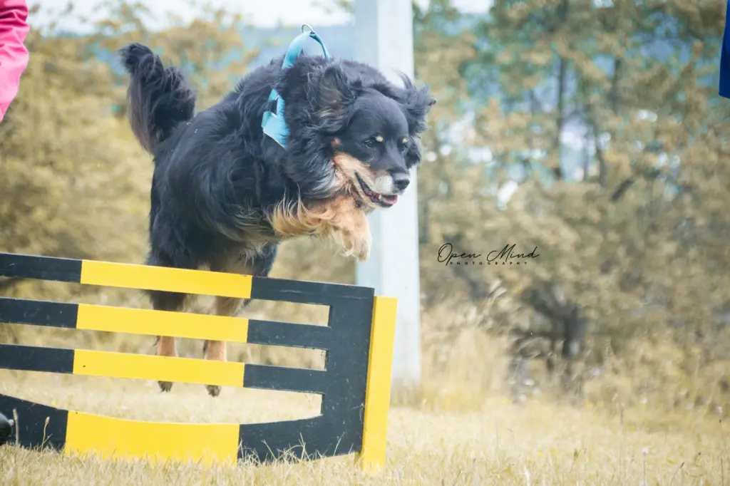 Image from Rocky