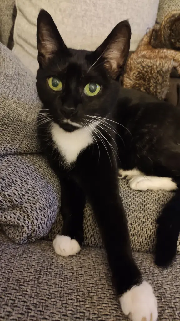 Image from Kitty