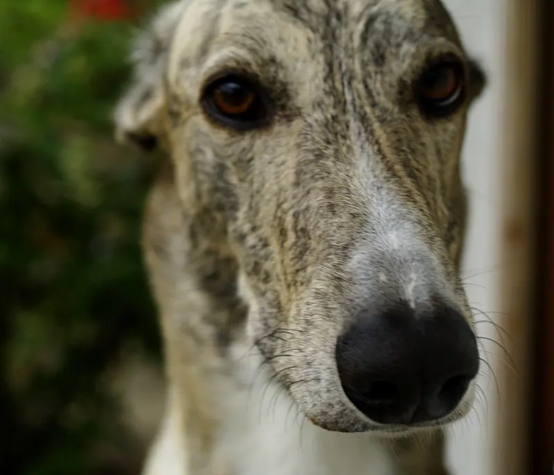 Image from Grey