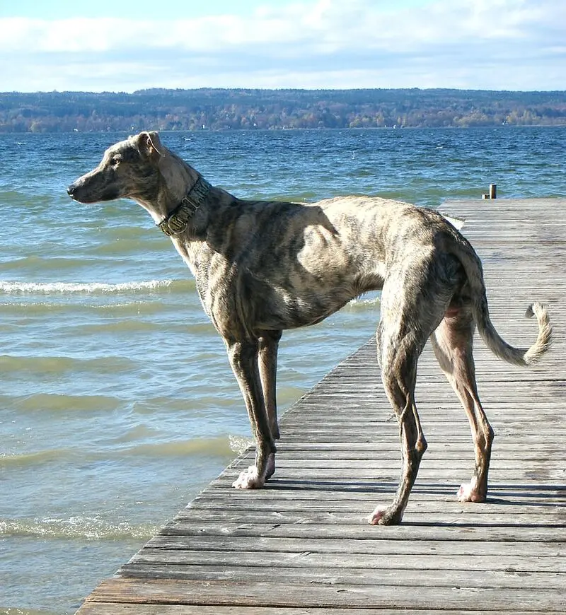 Image from Grey