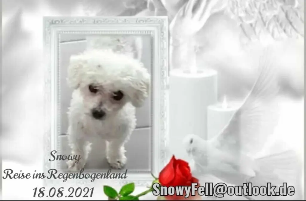 Condolence image of Gaby mit Snowy ❤️