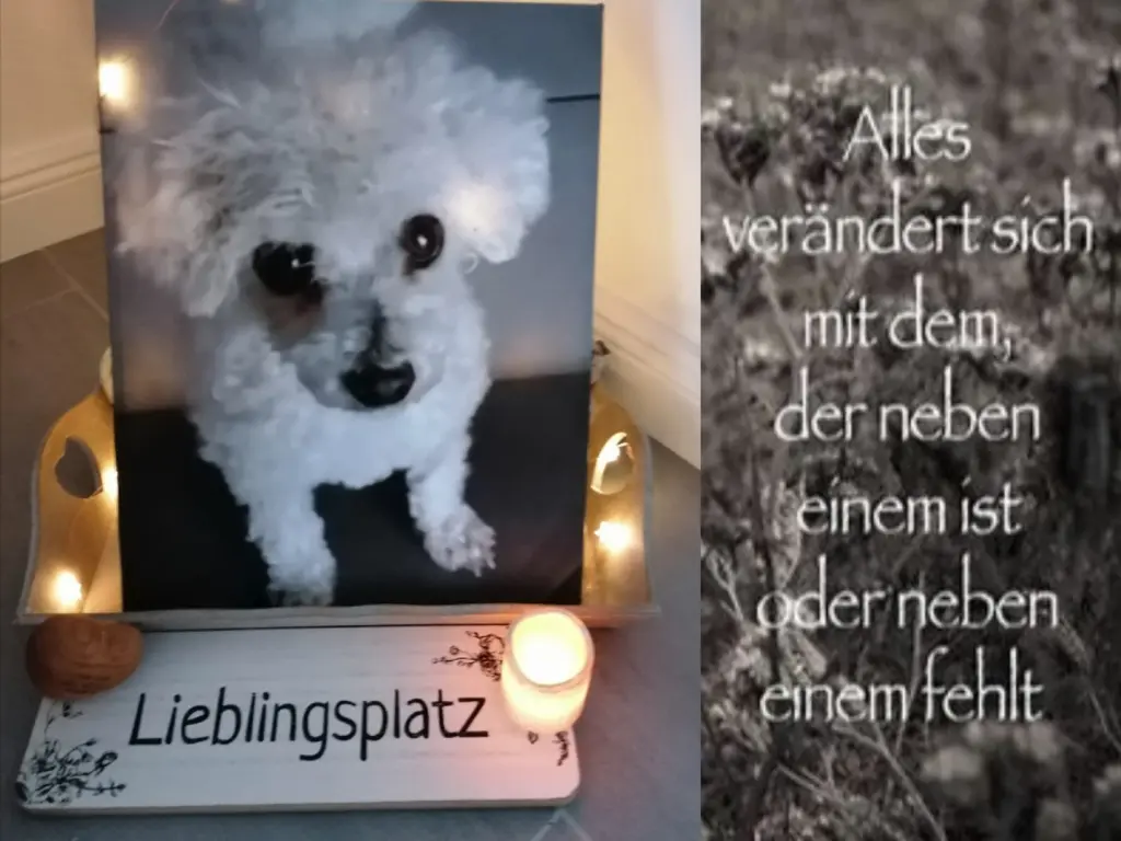 Condolence image of Gaby mit Snowy ❤️