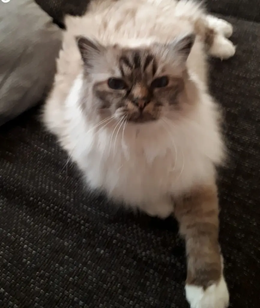Image from Toffee
