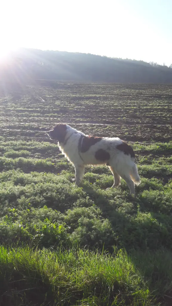 Image from Lasko