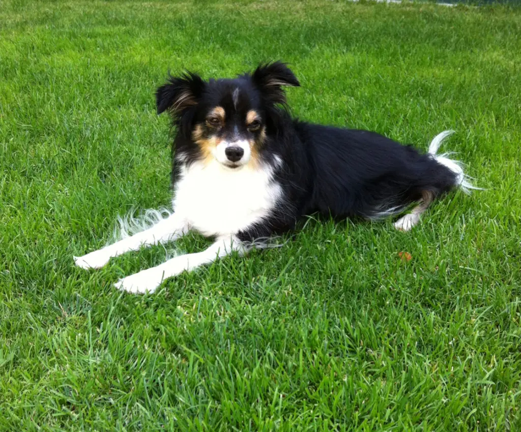 Image from Princess
