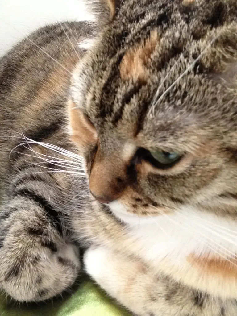 Condolence image of Ich wieder