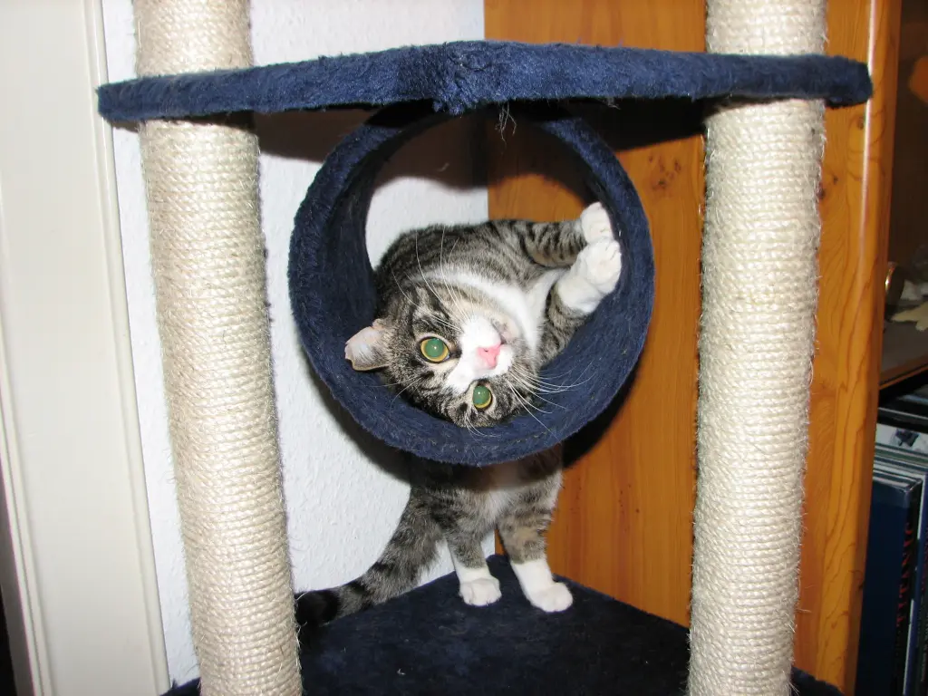 Image from Nala