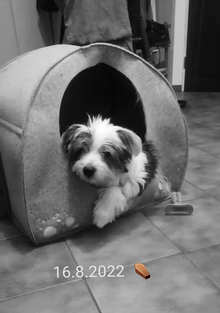 Image from Atze