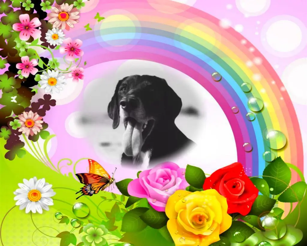 Condolence image of Jutta mit Purzel tief im Herzen ✟ 08.05.2016