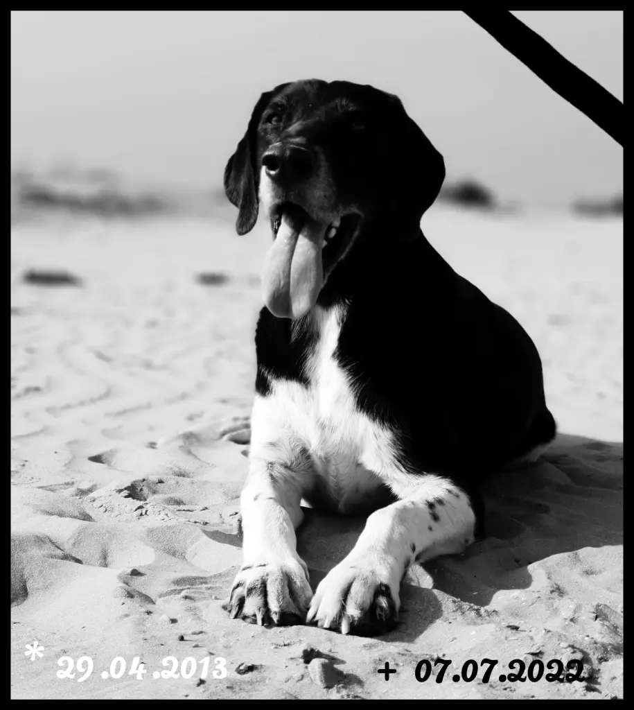 Image from Sunny jr.