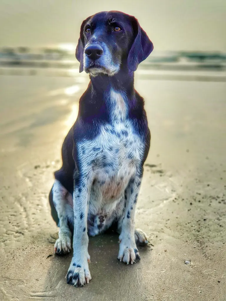 Image from Sunny jr.