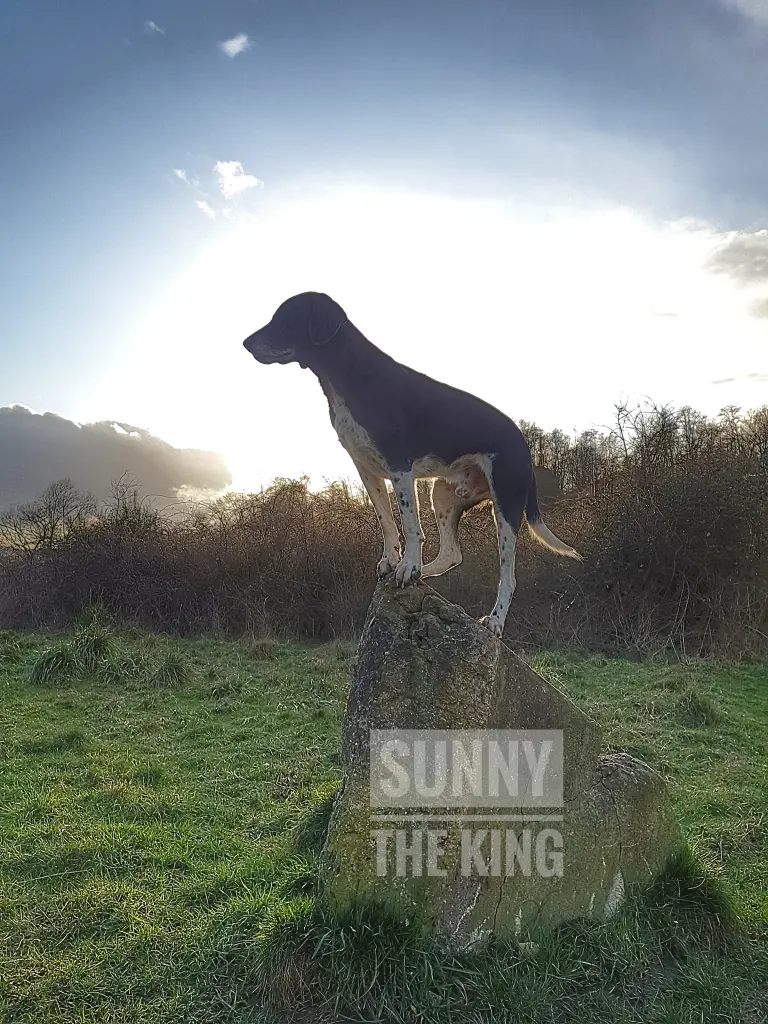 Image from Sunny jr.