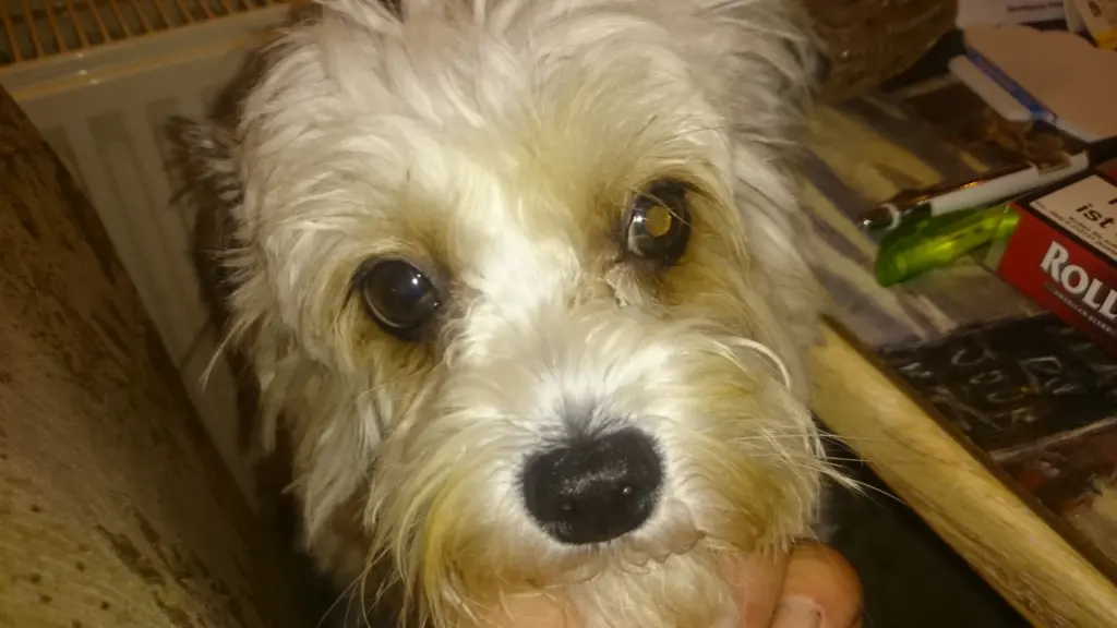 Image from Sammy
