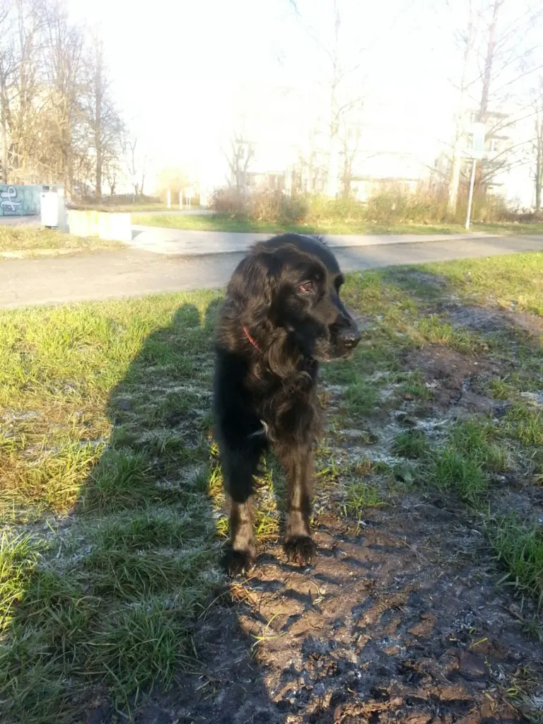 Image from Lütti