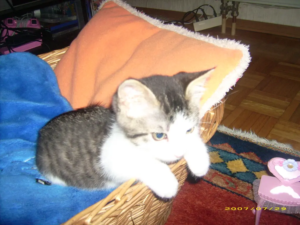 Image from Lilly