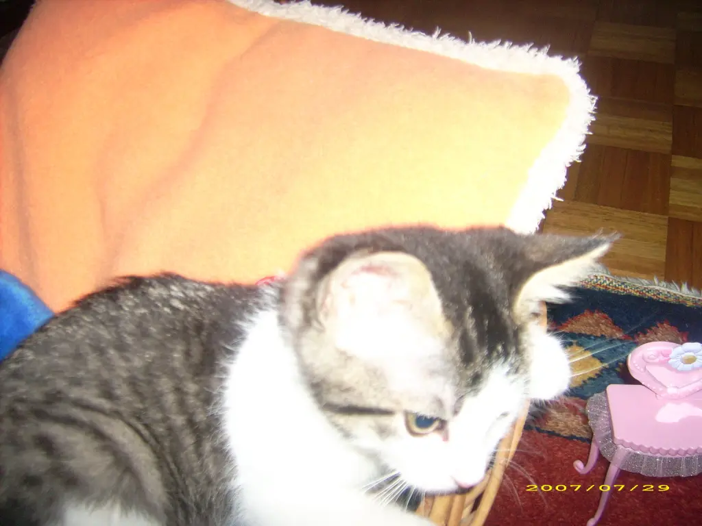 Image from Lilly