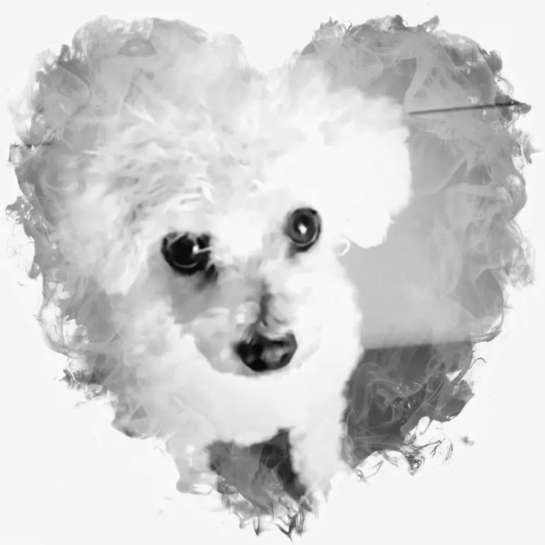 Condolence image of Gaby mit Snowy ❤️