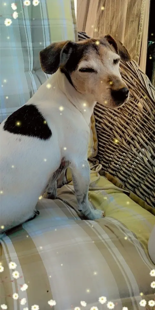 Image from Snoopy