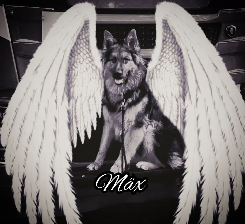Condolence image of Sabrina mit Mäx*Sancho*Simba*Chico*und Benni im Herzen