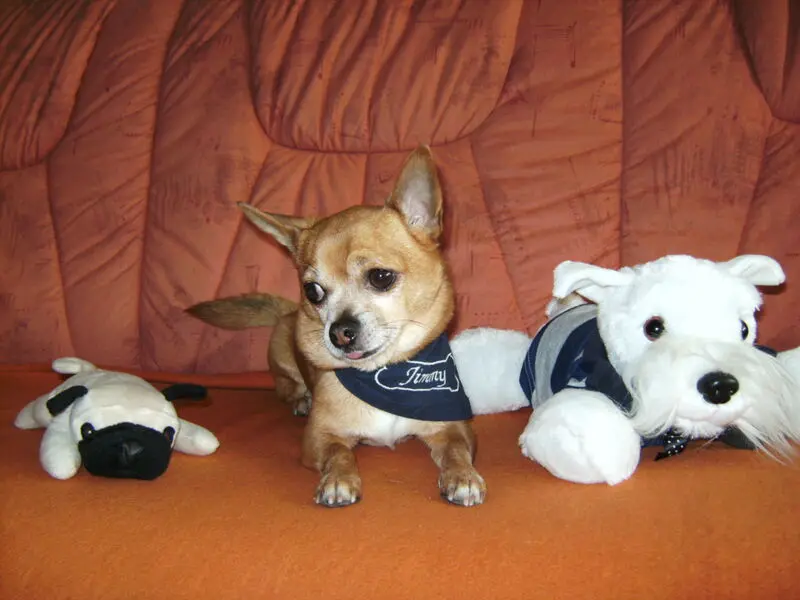 Condolence image of Irene mit Seelenhund * Jimmy * ganz tief im Herzen