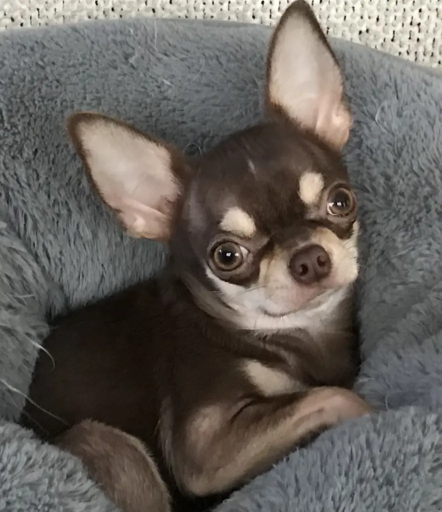 Image from Peaches