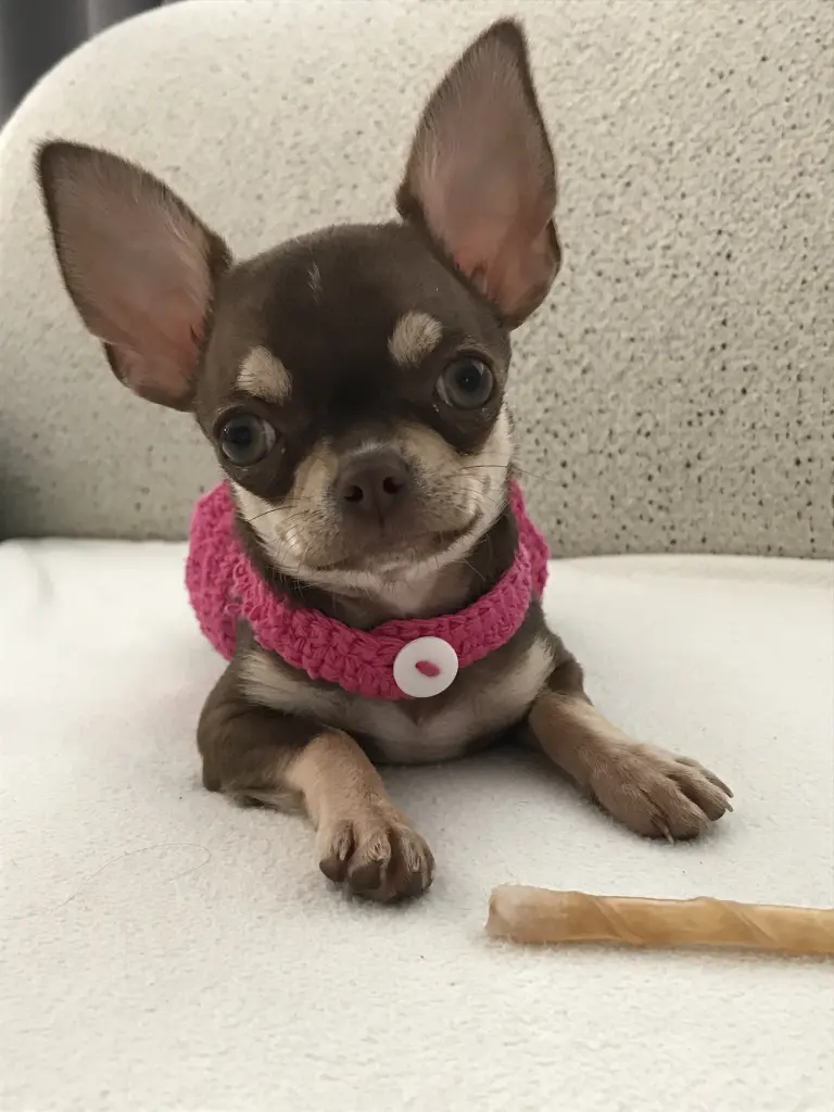 Image from Peaches