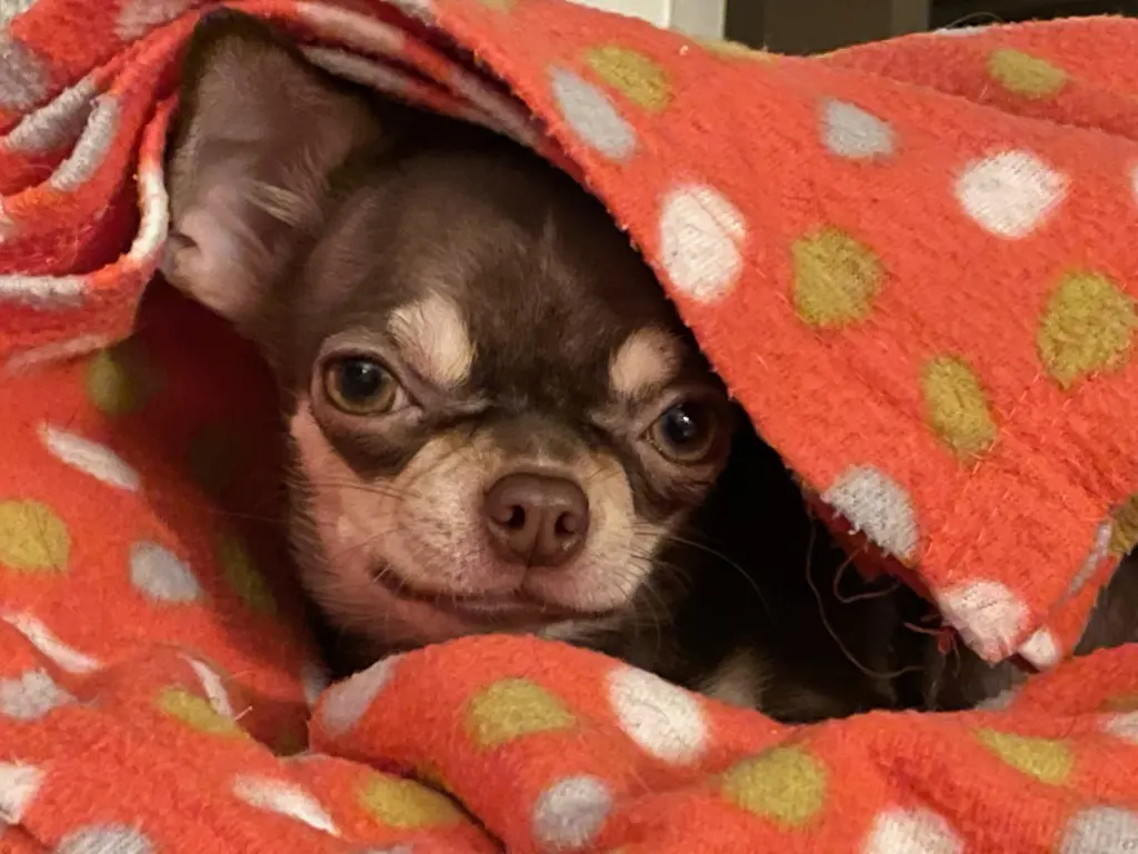 Image from Peaches