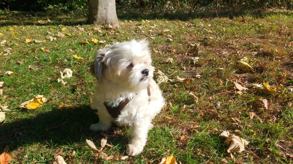 Image from Marley