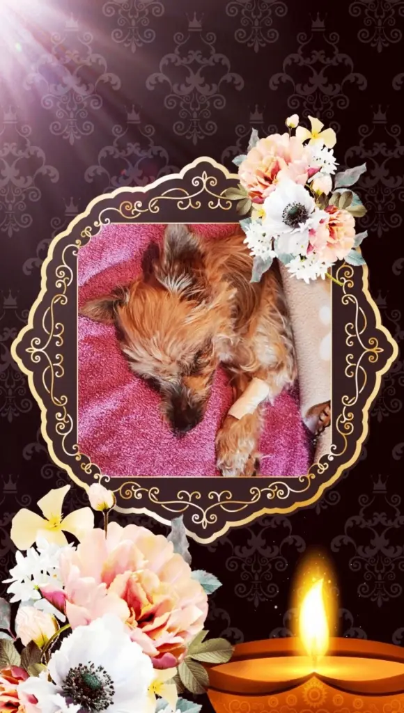 Image from Prija-Bibi