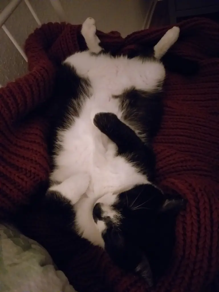 Image from Felix