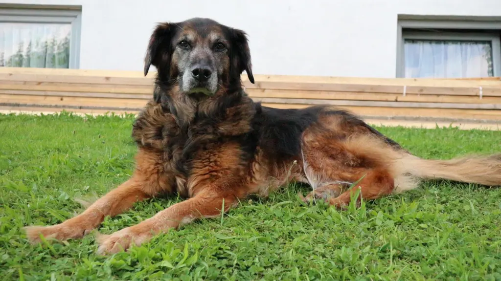 Condolence image of Susi