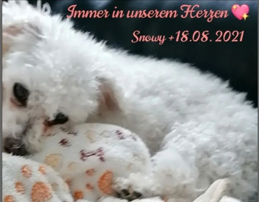 Condolence image of Gaby mit Snowy ❤️