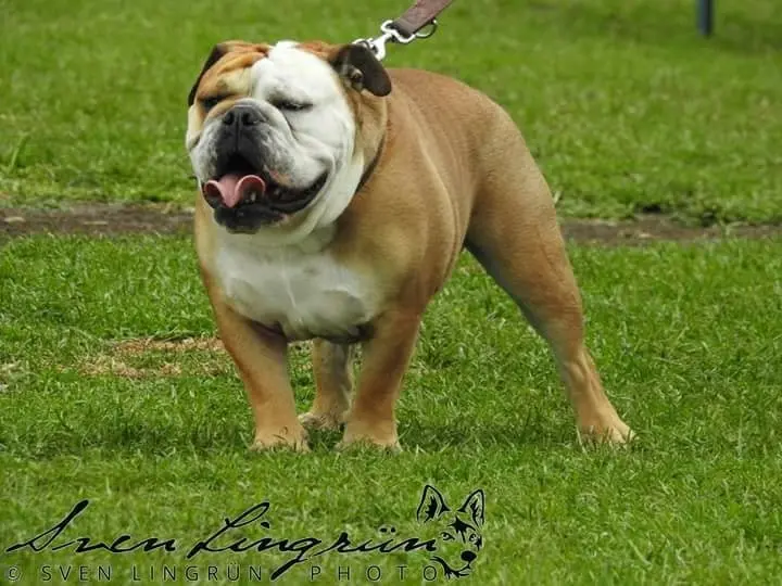 Image from Sir Henry