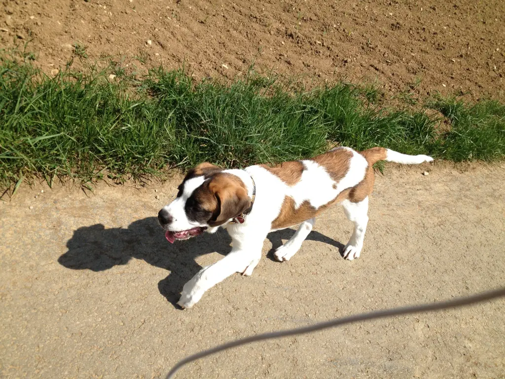 Image from Lasse