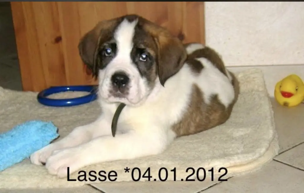 Image from Lasse