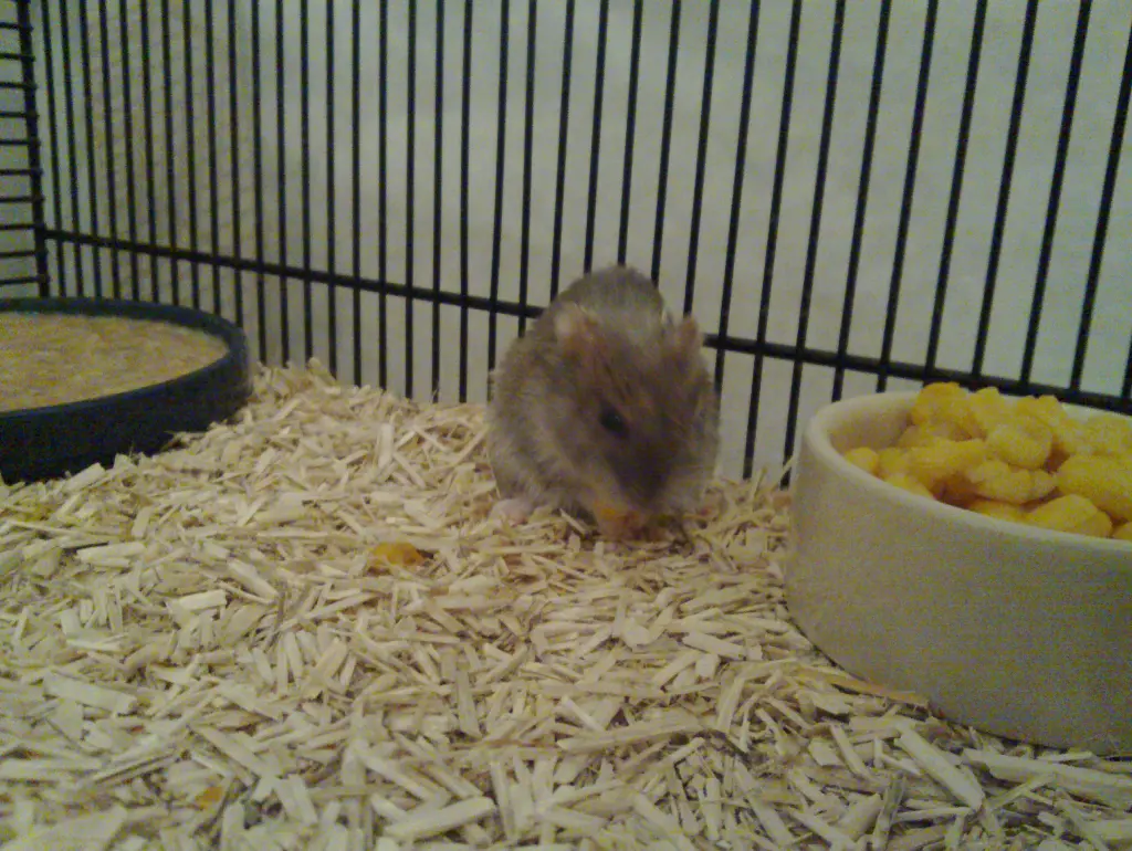 Image from Mira