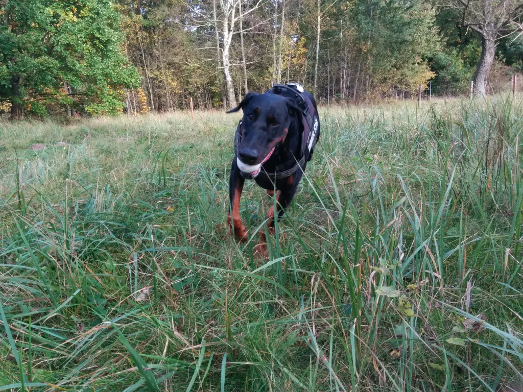 Image from Schnupper