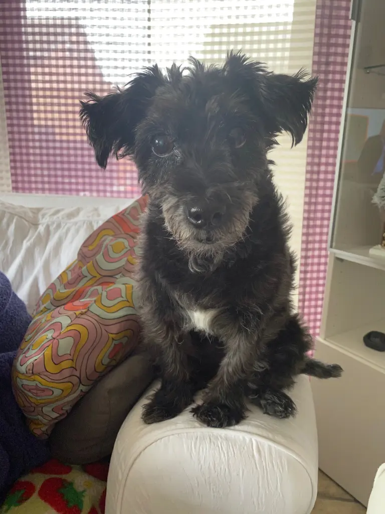 Image from Trixie