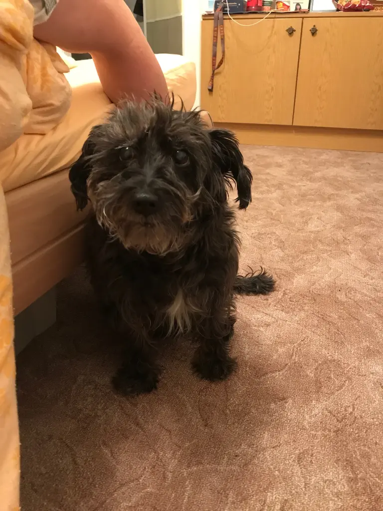 Image from Trixie
