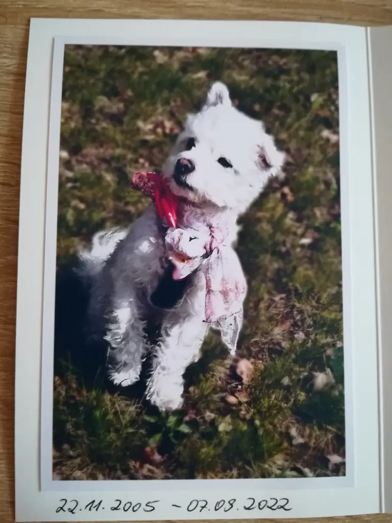 Image from Teddy